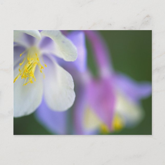 Closeup of Colorado Columbine flower. Postcard (Front)