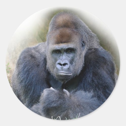 Closeup of gorilla lying on grass classic round sticker