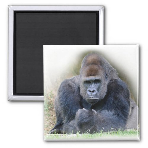 Closeup of gorilla lying on grass magnet