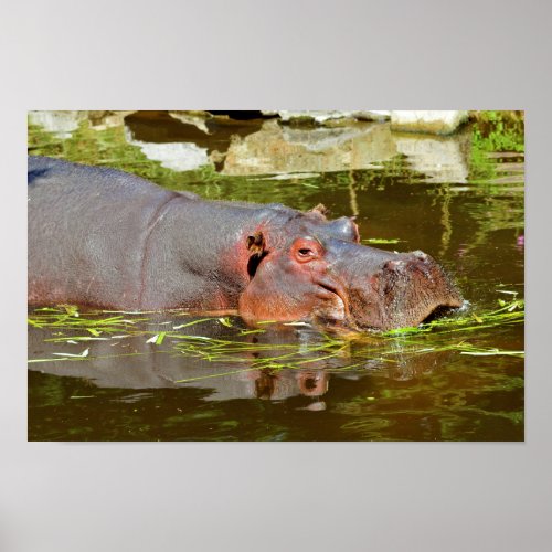 Closeup of hippopotamus in water poster