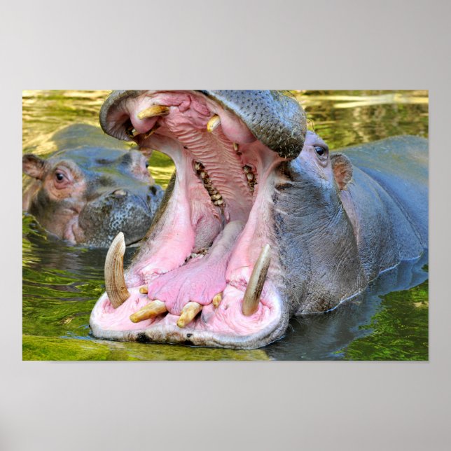 Closeup of hippopotamus open mouth poster (Front)