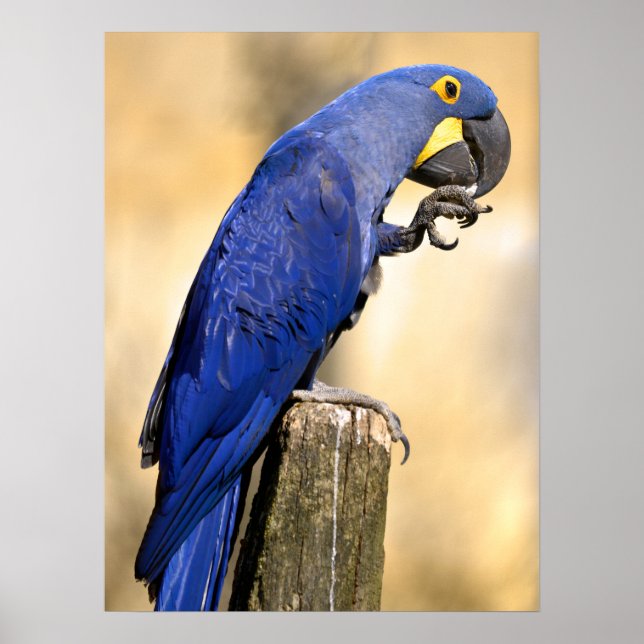 Closeup of Hyacinth macaw perched on wood post Poster (Front)