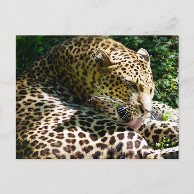 Closeup of Javan leopard licking their hair Holiday Postcard (Front)