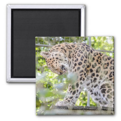 Closeup of Leopard Wildlife Photograph Magnet