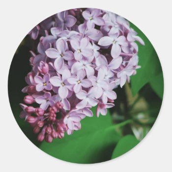 Closeup Of Lilac Blossom Classic Round Sticker by Meg_Stewart at Zazzle
