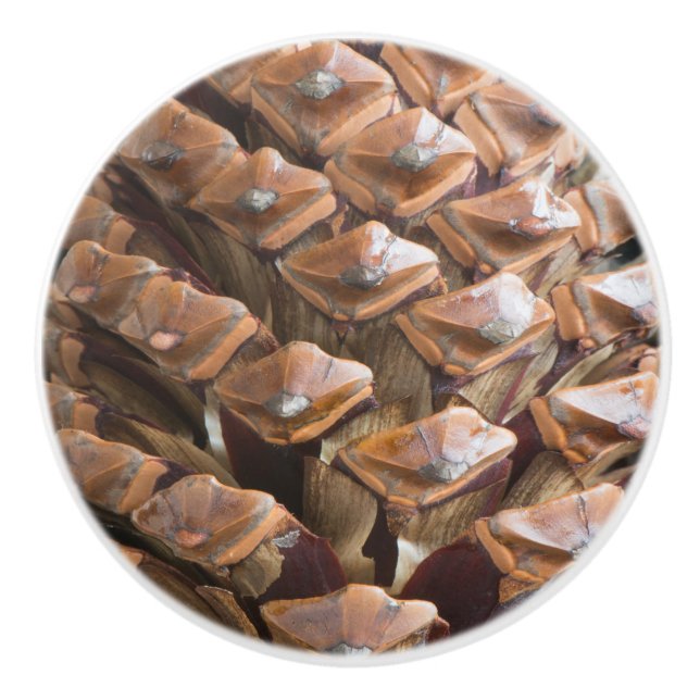 Closeup of pine cone ceramic knob (Front)