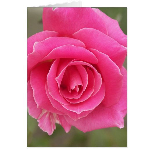 Closeup of pink rose cards (Front)