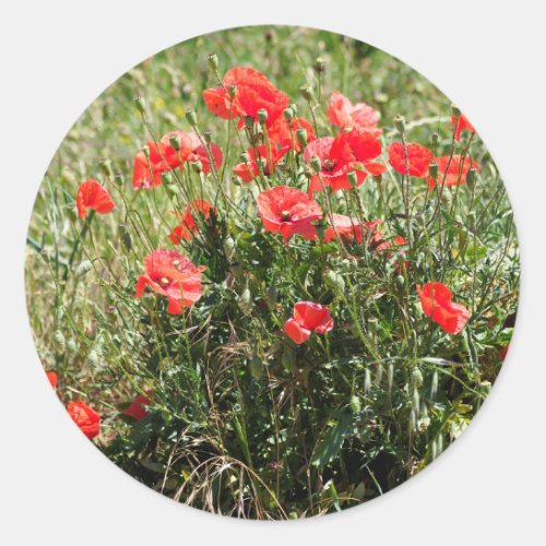 Closeup of poppies classic round sticker