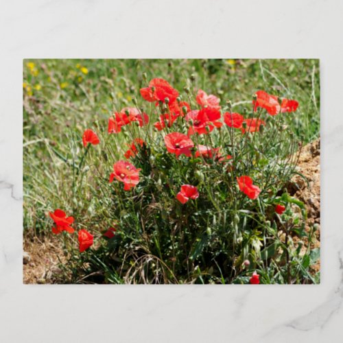 Closeup of poppies foil holiday postcard