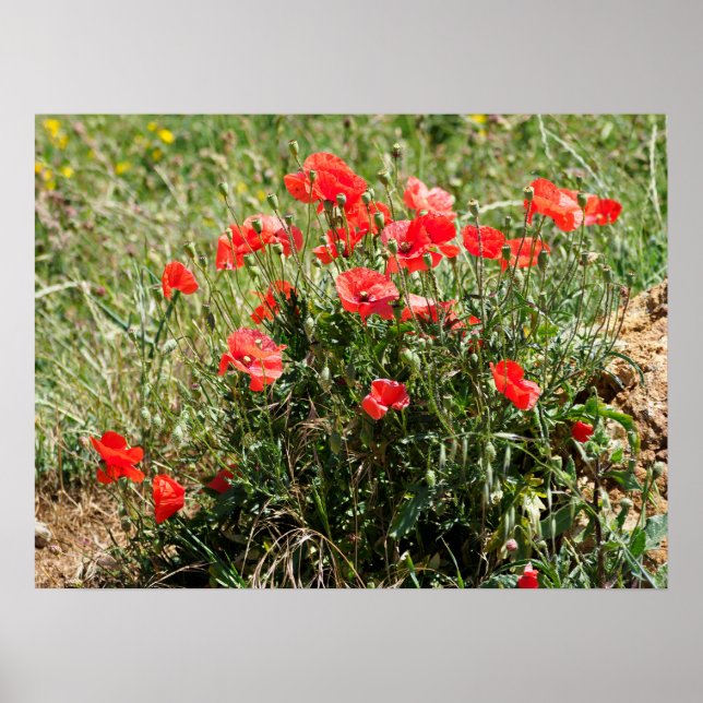 Closeup of poppies foil holiday poster (Front)