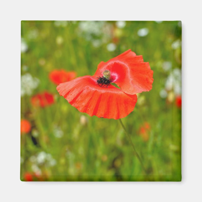 Closeup of poppies magnet (Front)