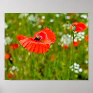 Closeup of poppies poster
