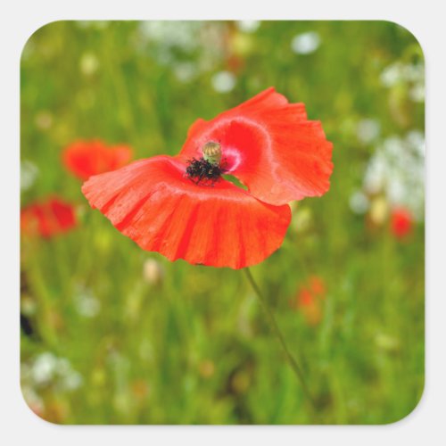 Closeup of poppies  square sticker
