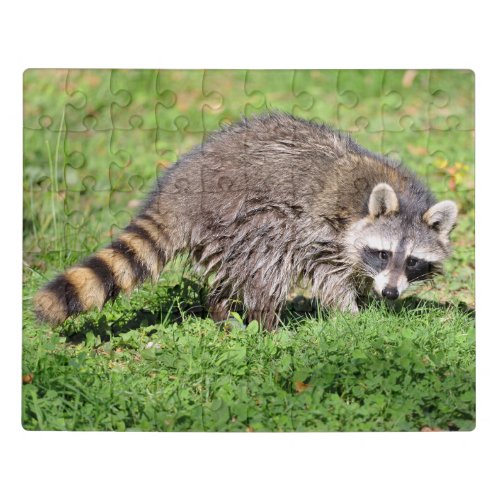 Closeup of Raccoon Jigsaw Puzzle