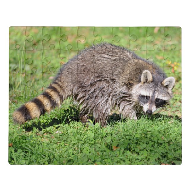 Closeup of Raccoon Jigsaw Puzzle (Puzzle Horizontal)