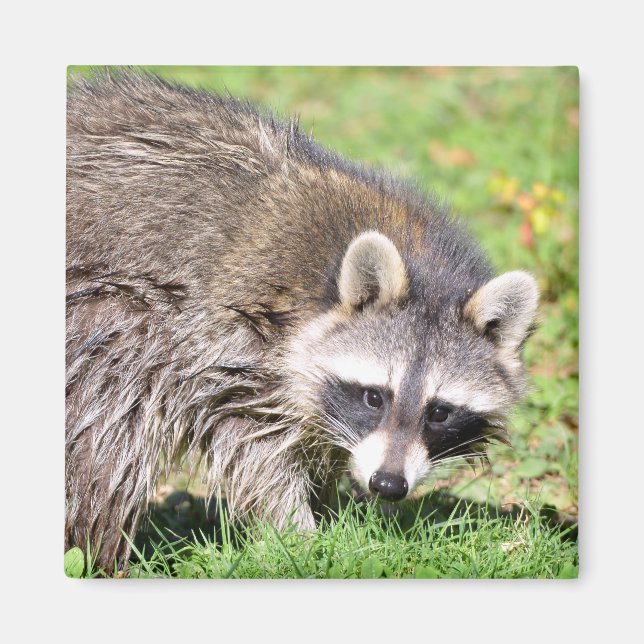 Closeup of Raccoon Magnet (Front)
