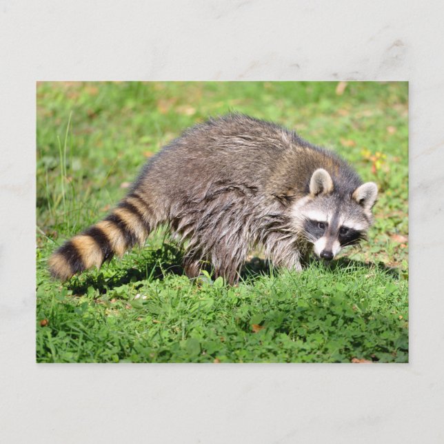 Closeup of Raccoon Postcard (Front)