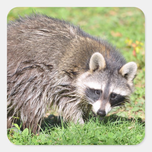 Closeup of Raccoon Square Sticker (Front)