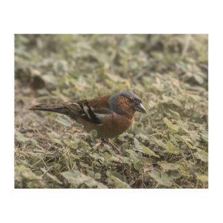 Closeup of the bird on a meadow wood wall art