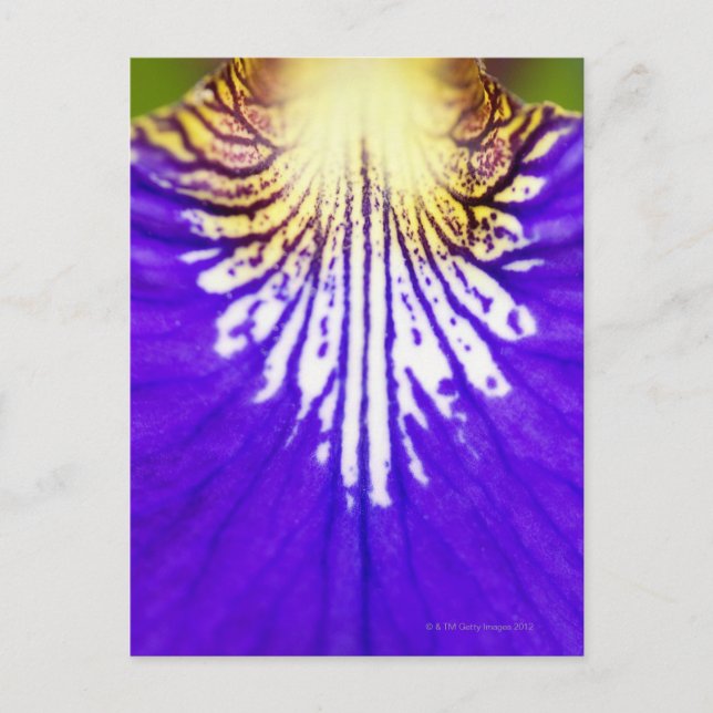 Closeup of the wildflower, Blue flag Iris (Iris Postcard (Front)