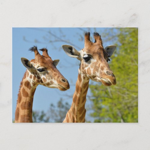 Closeup of two giraffes postcard