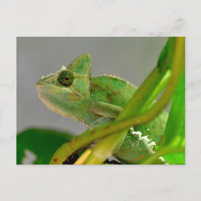 Closeup of veiled chameleon among plants postcard (Front)