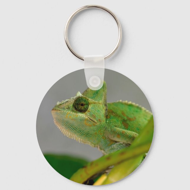 Closeup of veiled chameleon among plants postcard keychain (Front)