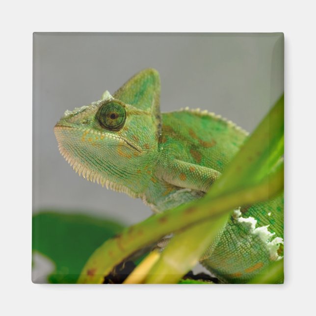 Closeup of veiled chameleon among plants postcard magnet (Front)