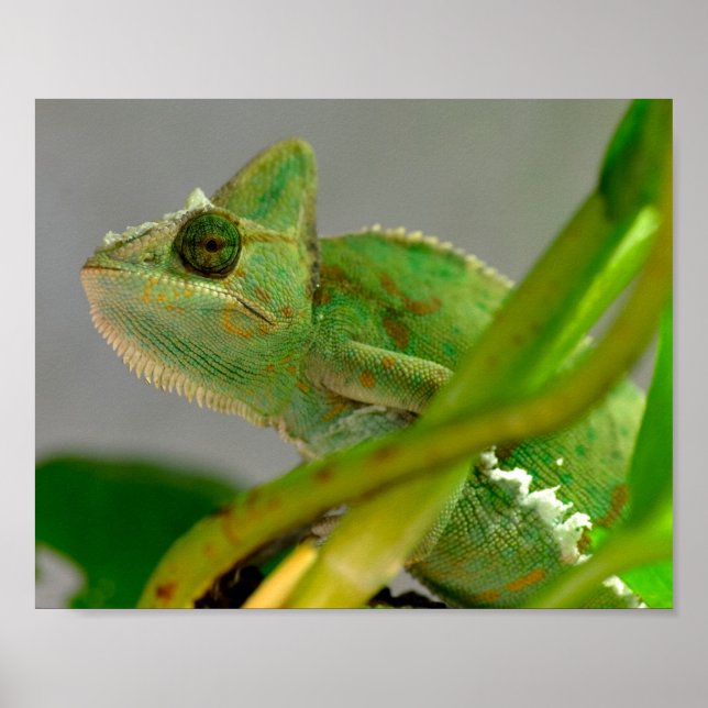 Closeup of veiled chameleon among plants postcard  poster (Front)