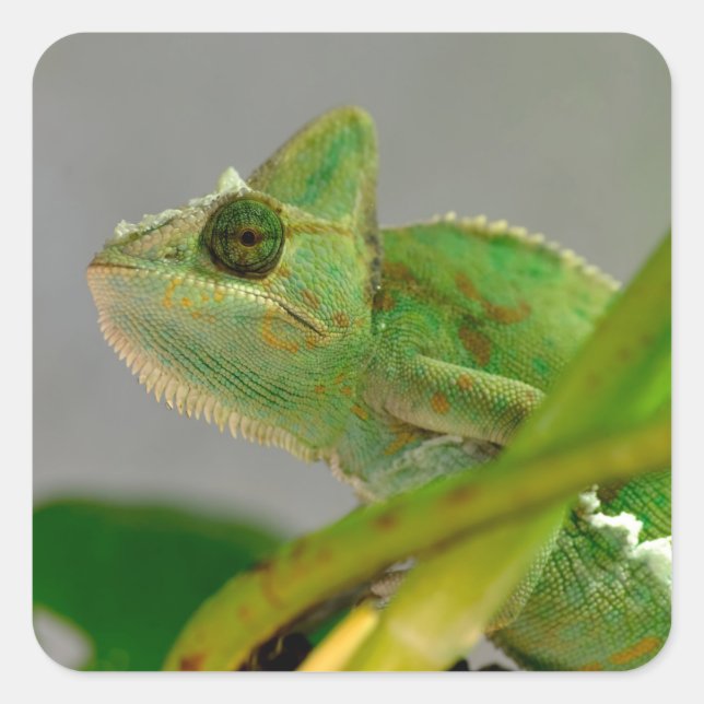 Closeup of veiled chameleon among plants postcard square sticker (Front)