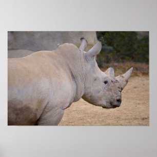 Closeup of white rhinoceros poster