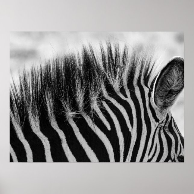 Closeup of Zebra Mane Black And White Poster (Front)