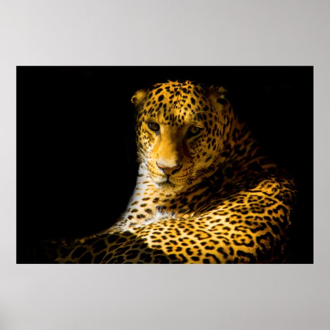 CLOSEUP PHOTO OF LEOPARD POSTER (Front)