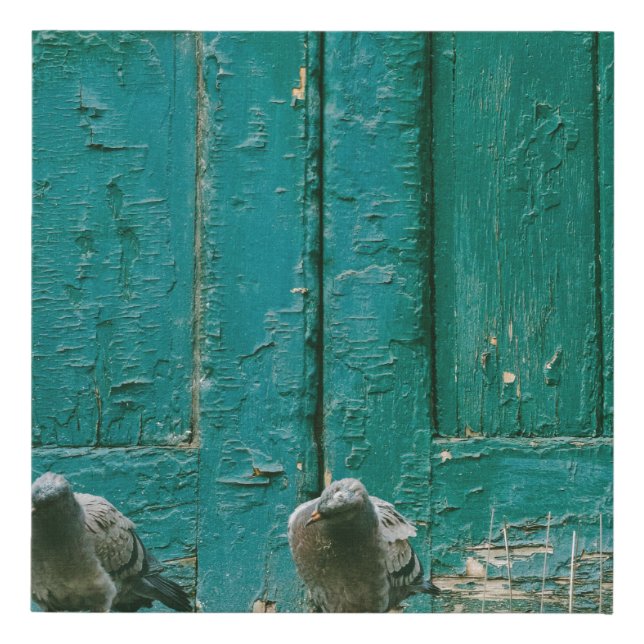 CLOSEUP PHOTO OF TWO GRAY PIGEONS ON GRAY CONCRETE FAUX CANVAS PRINT (Front)