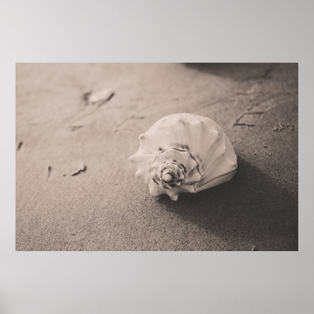 Closeup photo of white seashell on sand poster (Front)