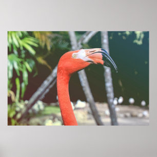 Closeup photography of red long-neck bird poster