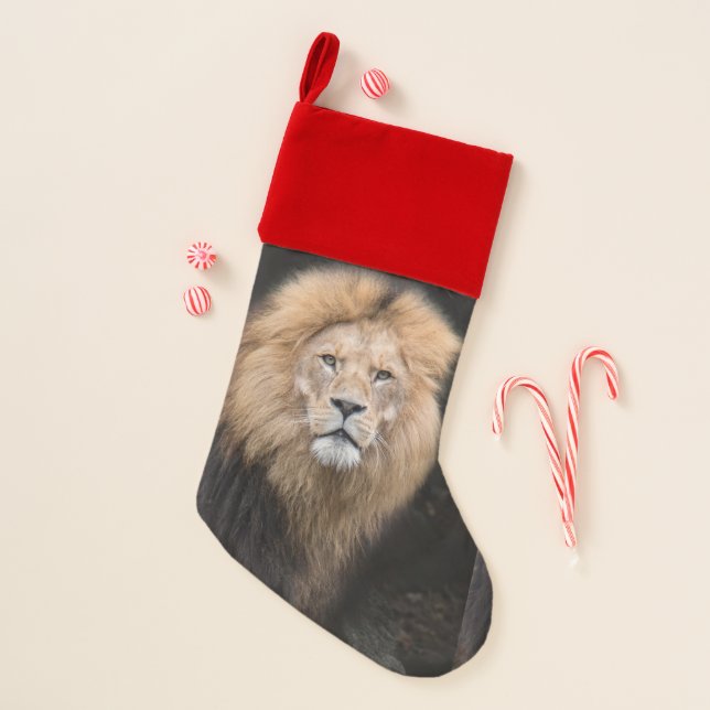 Closeup Portrait of a Male Lion Christmas Stocking (Front)