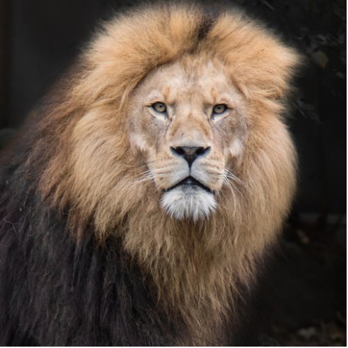 Closeup Portrait of a Male Lion Cutout