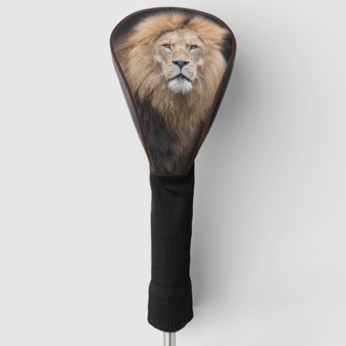 Closeup Portrait of a Male Lion Golf Head Cover