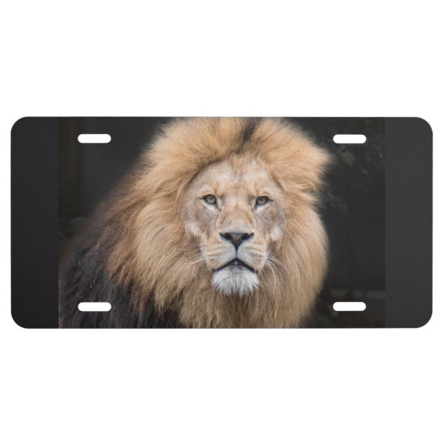 Closeup Portrait of a Male Lion License Plate (Front)