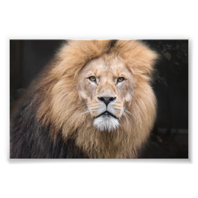 Closeup Portrait of a Male Lion Photo Print (Front)