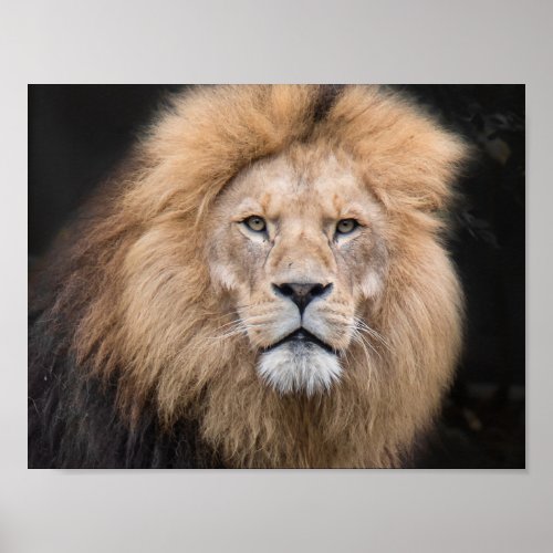 Closeup Portrait of a Male Lion Poster