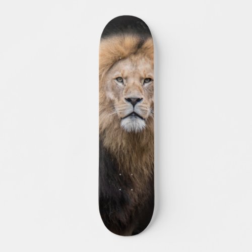 Closeup Portrait of a Male Lion Skateboard Deck