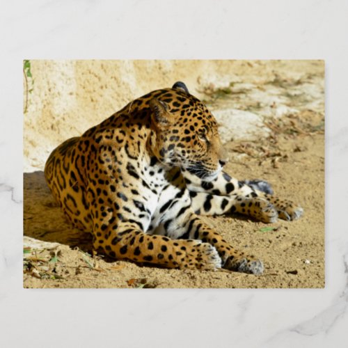 Closeup profile portrait of Jaguar lying on ground Foil Holiday Postcard