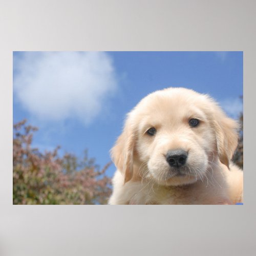 Closeup shot of a cute golden retriever puppy poster