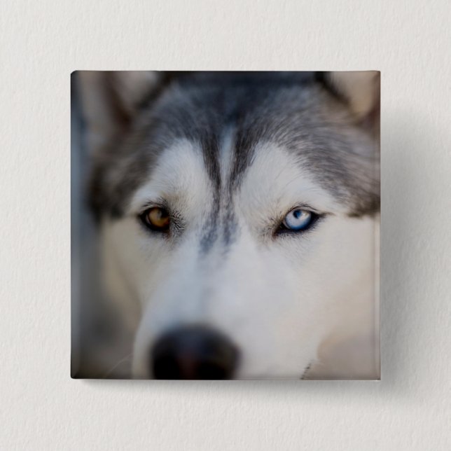 Closeup Stoic Gaze of an Alaskan Malamute Button (Front)