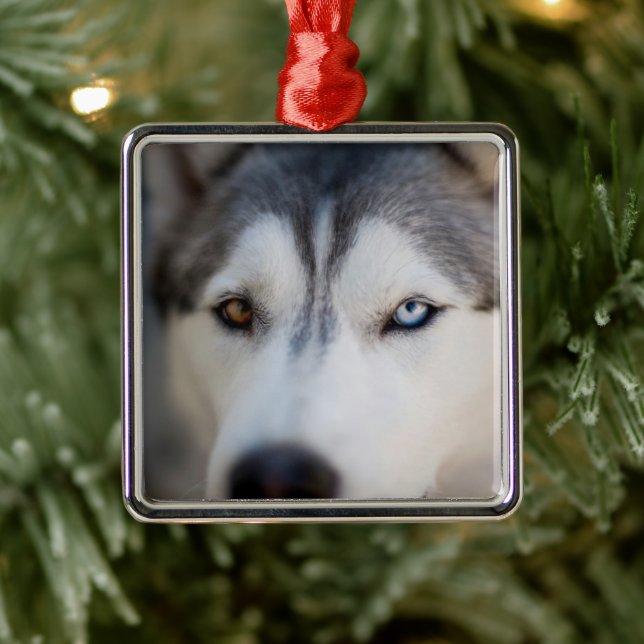 Closeup Stoic Gaze of an Alaskan Malamute Metal Ornament (Tree)
