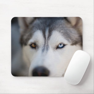 Closeup Stoic Gaze of an Alaskan Malamute Mouse Pad