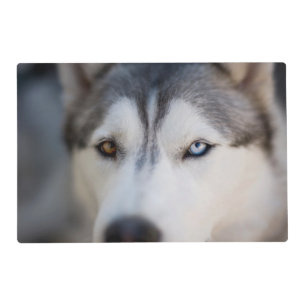 Closeup Stoic Gaze of an Alaskan Malamute Placemat