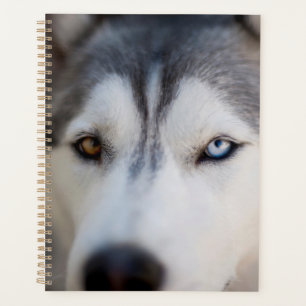 Closeup Stoic Gaze of an Alaskan Malamute Planner